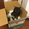 黒猫ヤマト