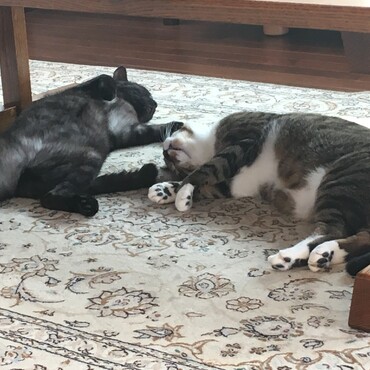 多頭飼いしてます