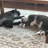 多頭飼いしてます