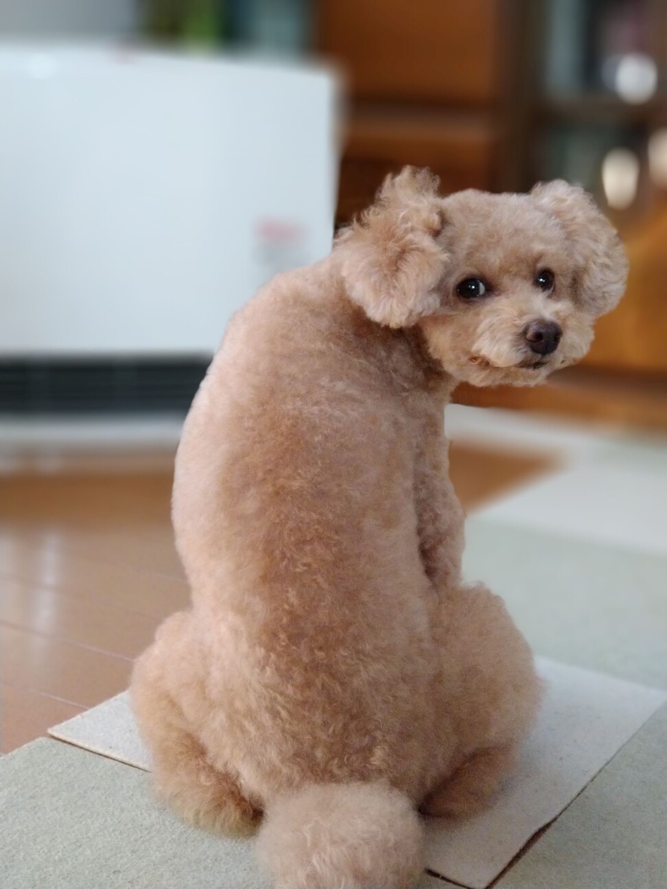 ガスファンヒーターで温ま Lucky555さんのペットログ ペットのおうち 月間利用者150万人