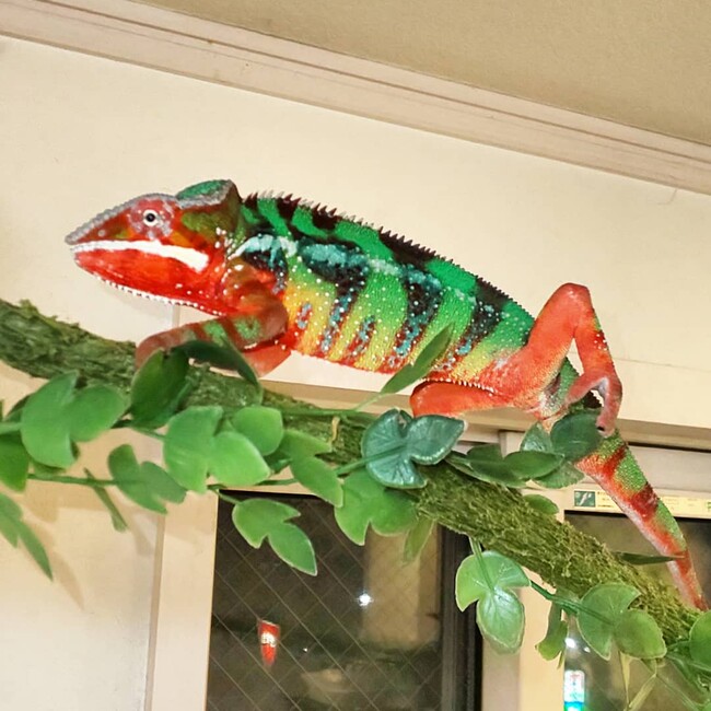 ウメムラのカバー写真