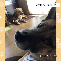 「倉敷っ子、王子君の幸せ報告」サムネイル2