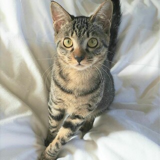 抱っこ大好きな女の子☆9カ月キジトラ