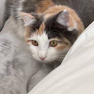 三毛猫メインクーンの女の子