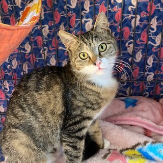 おっとりホワイトソックス☆姫ちゃん　8ケ月