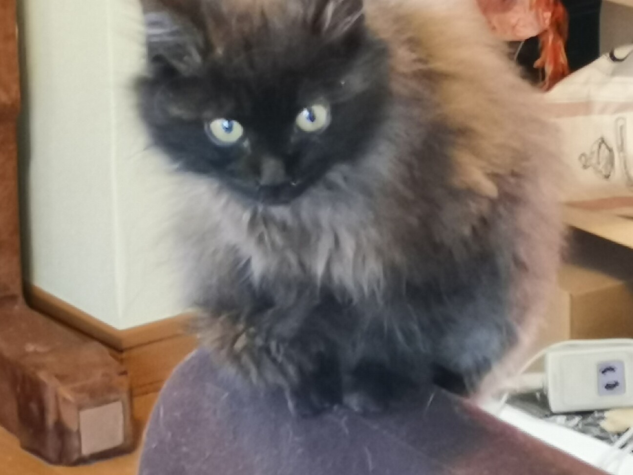 ヒマラヤンmixショコラ 東京都 猫の里親募集 ペットのおうち 月間利用者150万人 ヒマラヤンmixショコラ 東京都 猫の里親募集 ペットのおうち 月間利用者150万人