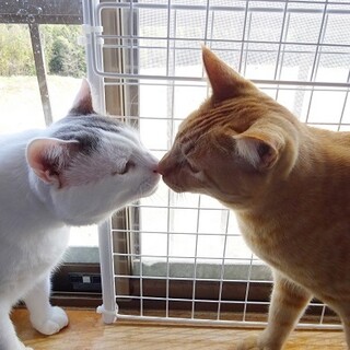 仲良しな猫たちと毎日を楽しく賑やかに♡