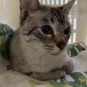 青い目の僕を家族にして下さい。