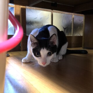 優しい優しい男前ニャンコです。