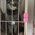 帰らない飼い主を待ち続ける猫達⑤