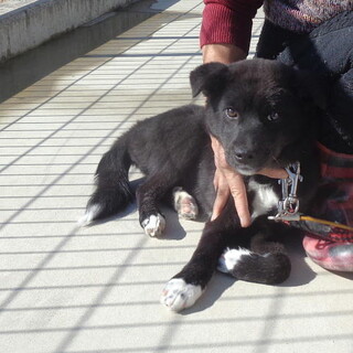 去勢手術済・少しビビリのオス子犬
