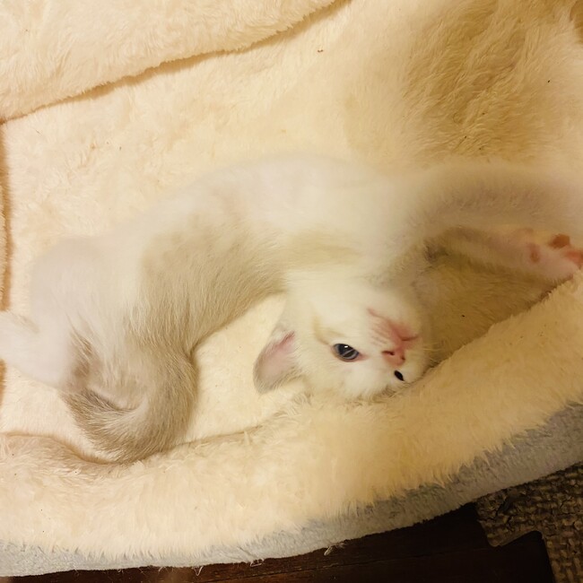 るーこ0251のカバー写真