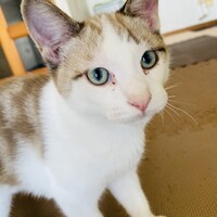 ぼん