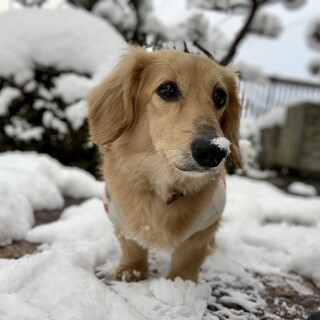 11歳ですが元気いっぱい！人が大好きです。