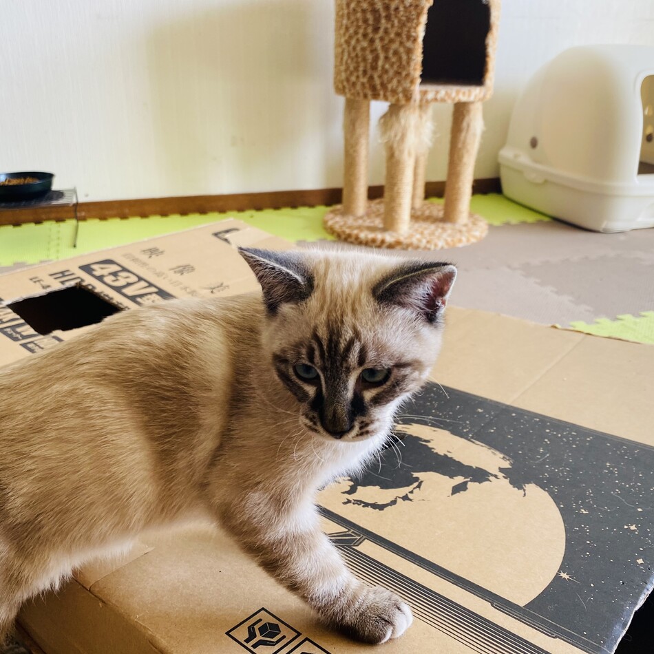 むねのカバー写真