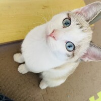 いろ