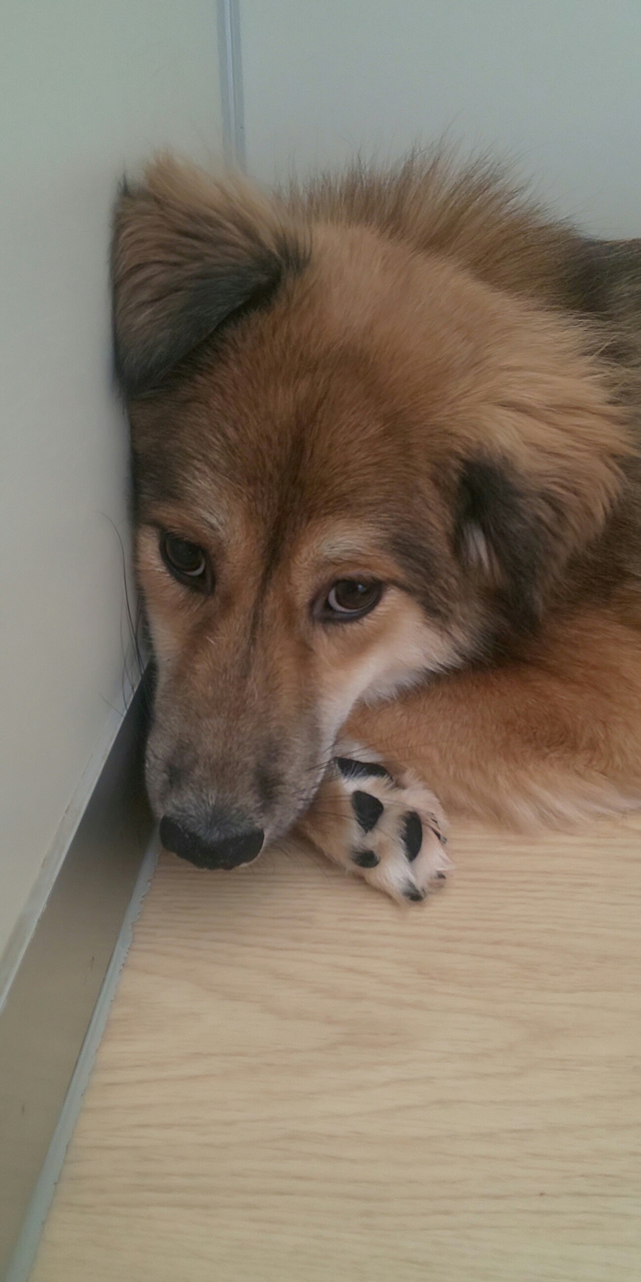 １歳 吠えない 長時間留 東京都 犬の里親募集 ペットのおうち 月間利用者150万人