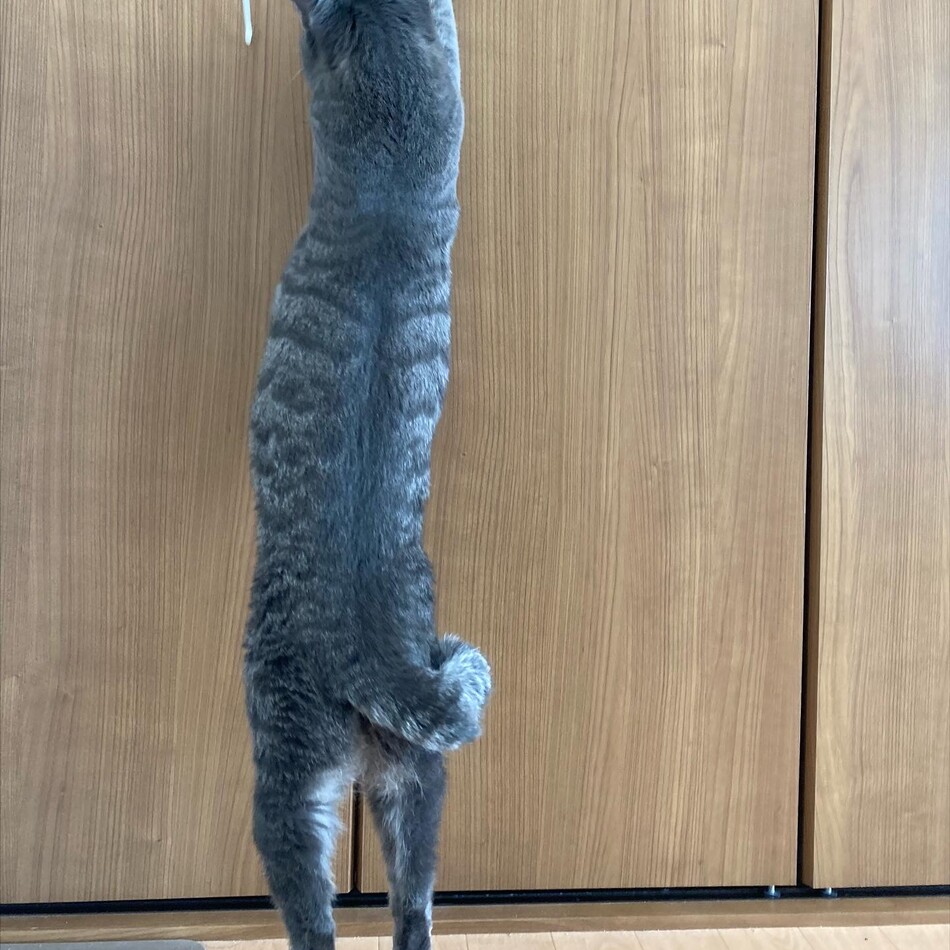 はなのカバー写真