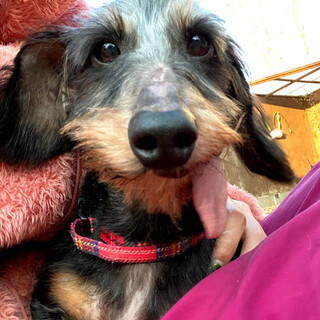 なでなでが大好き♡てへぺろPep