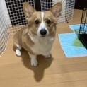 コーギー♂里親募集
