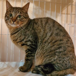 怖がりな猫の飼育経験者を探しています