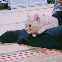 きば