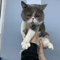 ブサ可愛いブリティッシュ男の子【募集一時ストップ】