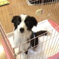 ボーダーコリー♂繁殖場よりレスキュー