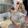 イングリッシュコッカー♀繁殖場よりレスキュー サムネイル2