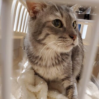 腎不全の猫の飼育経験がある方急募！