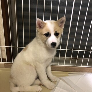 【里親様決定】ジャック♂の幸せが見つかりました♡
