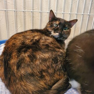 人になつかないサビ猫さんです