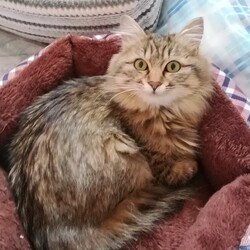 子猫トライアル