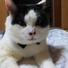 えいれい