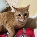 甘えたさん〜いぶきくん〜