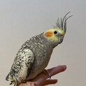 人懐っこいオカメインコの♀