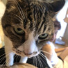 きしお