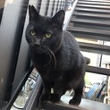 捨てられた大型な黒猫ちゃん！