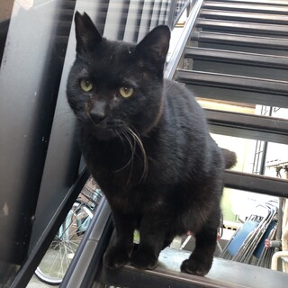 捨てられた大型な黒猫ちゃん！