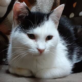 生後半年くらいのmix男の子