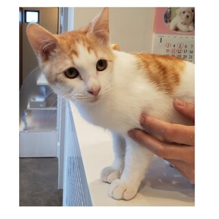 抱っこが大好き甘えんぼさん