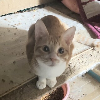 暗闇の中で育った猫