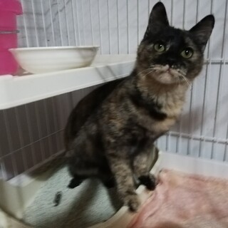 リリース予定の子を家族に