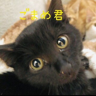 【生後4ヶ月お節三兄弟】おっとりごまめ君