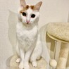 まめくくさん