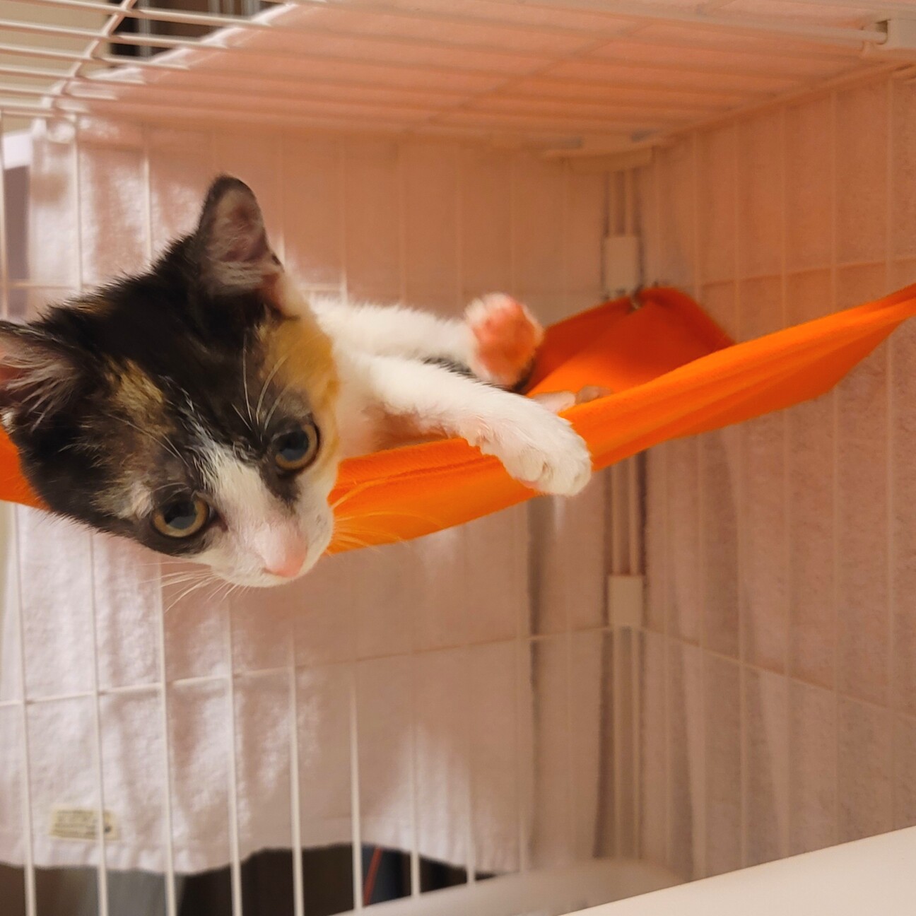 美人な三毛猫の子猫ちゃん」兵庫県 - 猫の里親募集(352796) :: ペット 