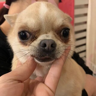 保護っこ♪そっち♪里親絶賛募集中！