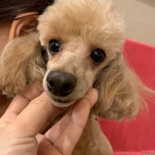 保護っこ♪とんびちゃん♪里親絶賛募集中！