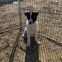 保護犬を迎えませんか？♀