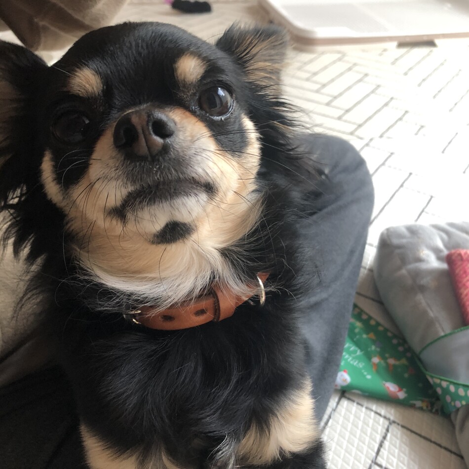 モカのカバー写真